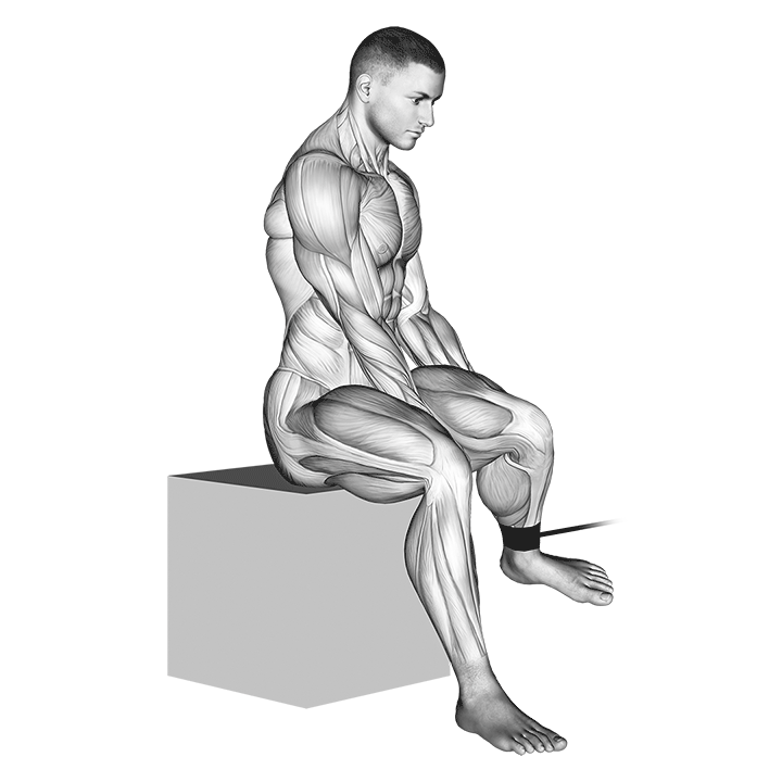 Band Seated Hip Internal Rotation demonstration