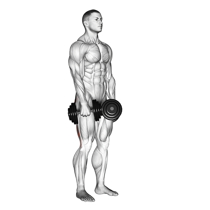 Band Stiff Leg Deadlift demonstration