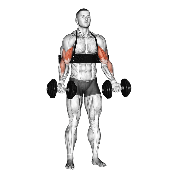 Barbell Biceps Curl (With Arm Blaster) demonstration