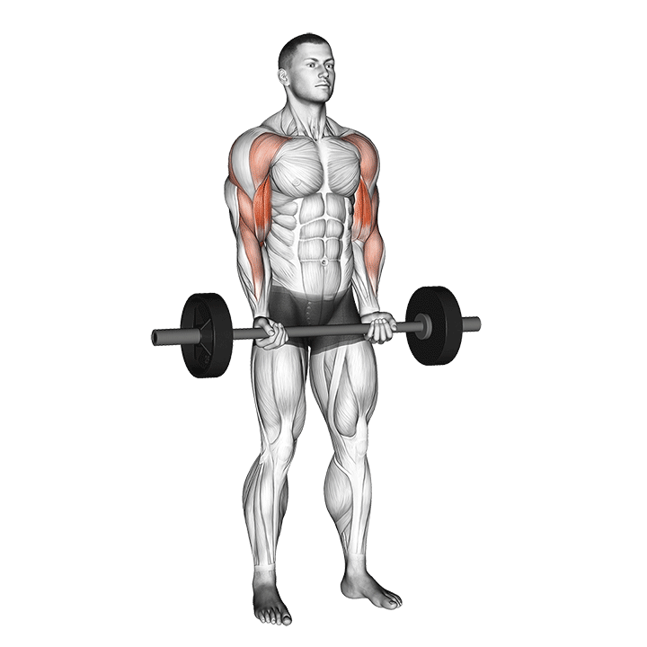 Barbell Drag Curl demonstration