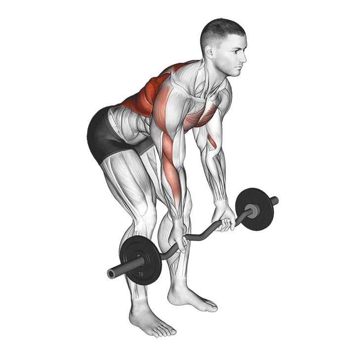 Barbell Reverse Grip Bent Over Row demonstration