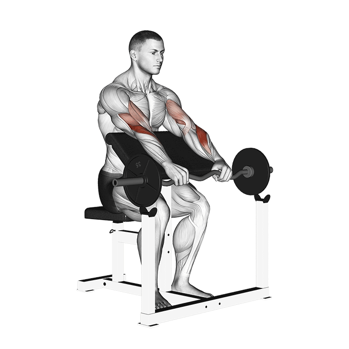 Barbell Reverse Preacher Curl demonstration