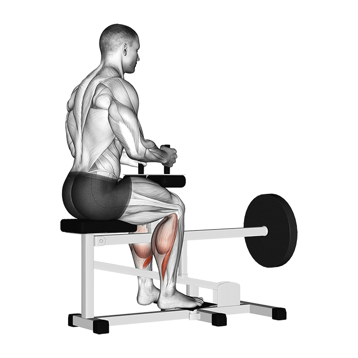Barbell Seated Calf Raise demonstration