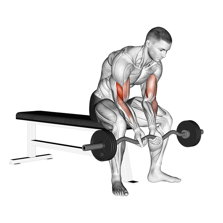 Barbell Seated Close-Grip Concentration Curl demonstration