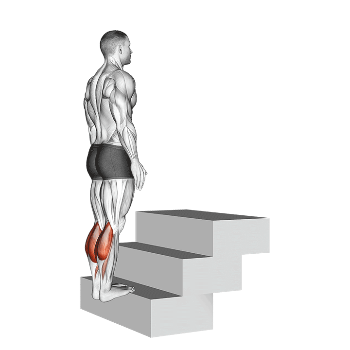 Barbell Standing Calf Raise demonstration