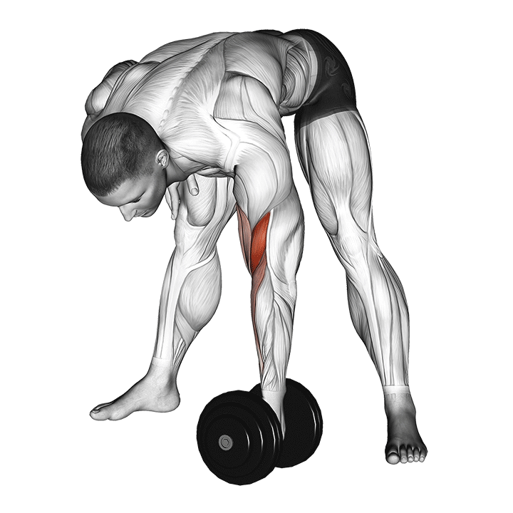 Barbell Standing Concentration Curl demonstration
