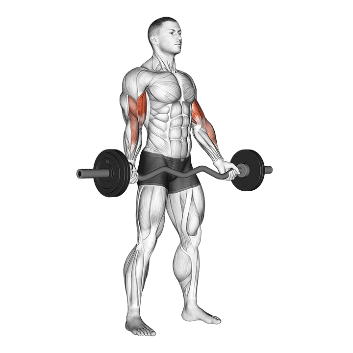 Barbell Standing Wide Grip Biceps Curl demonstration