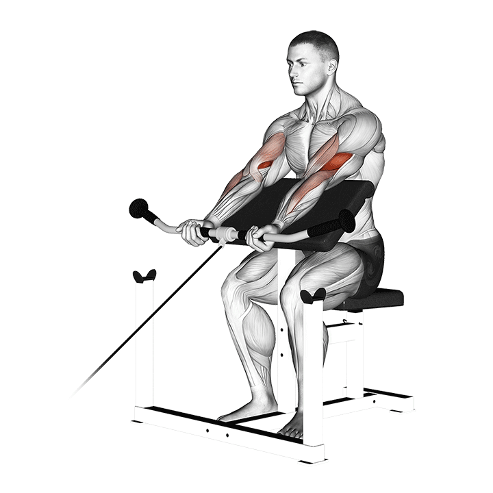 Cable Curl demonstration