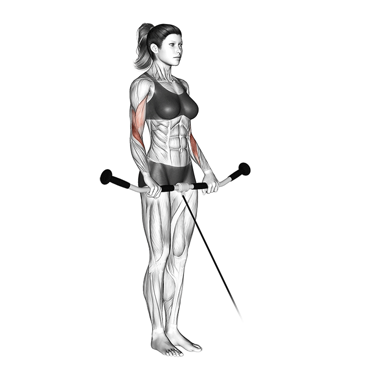 Cable Reverse Wrist Curl demonstration