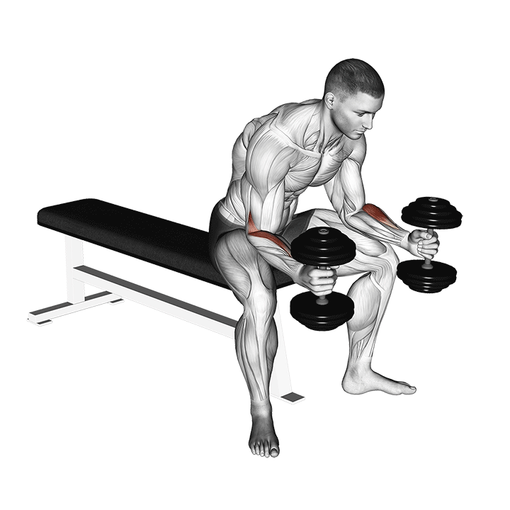 Dumbbell One Arm Seated Neutral Wrist Curl demonstration