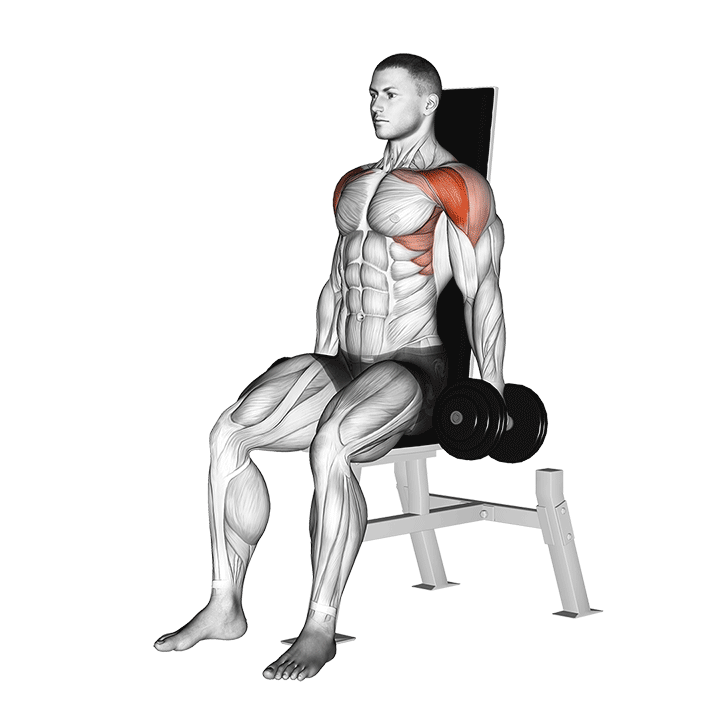 Dumbbell Seated Calf Raise demonstration