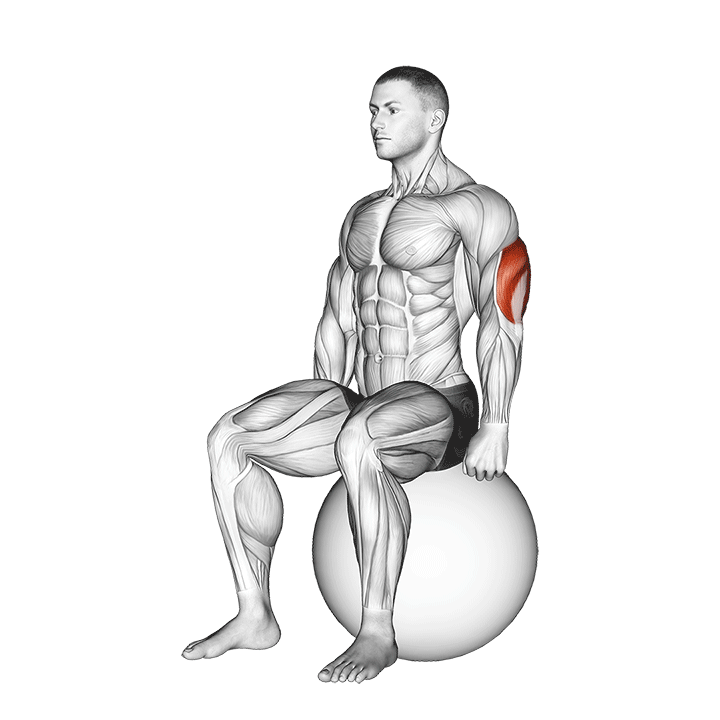 Exercise Ball Seated Hamstring Stretch demonstration